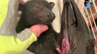 Assessing an injured flying-fox;  this is Sabbath by Megabattie 1,938 views 3 weeks ago 10 minutes, 30 seconds