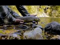 Fliegenfischen im Alpenvorland | Live-Bisse | Catch&Cook | Große Regenbogenforellen und Bachforellen