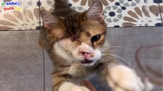 Where is My Eye? Blind Cat Tearfully Ask People For Help