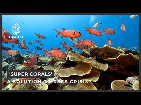 Could 'Super Corals' help save the world's reefs?