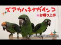 【えとぴりかFUKUOKA】お喋り上手！【ズアカハネナガインコ】