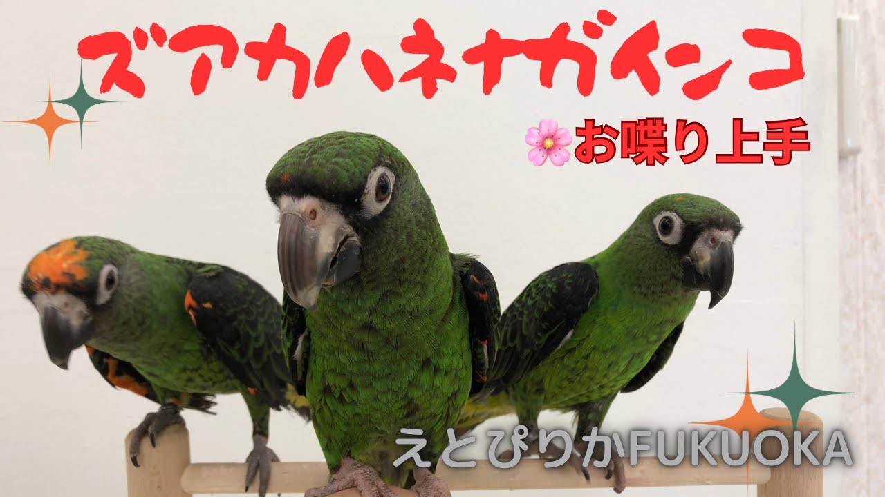【えとぴりかFUKUOKA】お喋り上手！【ズアカハネナガインコ】