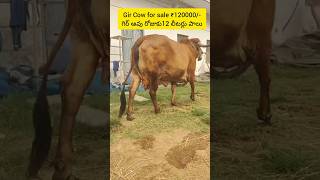 8125581756 #gircow #cowforsale