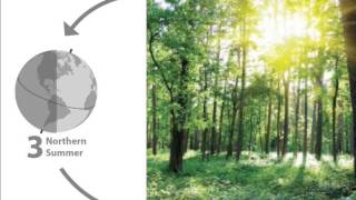 Domain 6 Lesson 3 Four Seasons in One Year