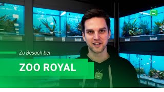 Zu Besuch bei @zooroyal  | GarnelenTv on Tour | GarnelenTv