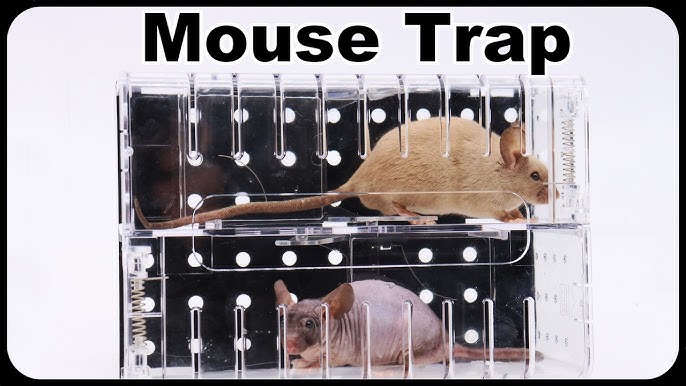 Victor M310S Tin Cat Multi-Catch Live Mouse Trap - Indoor and Outdoor Humane Catch and Release Mouse Trap - 6 Traps