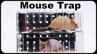How To Catch 2 Mice In 1 Night. I discovered A Great New Mouse Trap. Mousetrap Monday