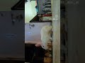 zooming ##video## and cute##🥰🥰🔥💖🤩 video
