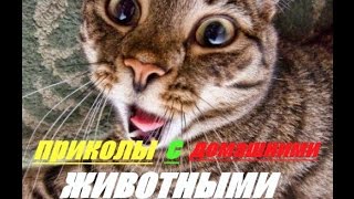 ★ПРИКОЛЫ ПРО ДОМАШНИХ И ДИКИХ ЖИВОТНЫХ ! демотиватор★ FUN WITH PETS ! ★ПРИКОЛЫ ПРО ДОМАШНИХ И ДИКИХ ЖИВОТНЫХ ! демотиватор★ FUN WITH PETS !