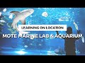 Mote Marine Laboratory &amp; Aquarium | Must See &amp; Do, Tips for Visiting, &amp; More!