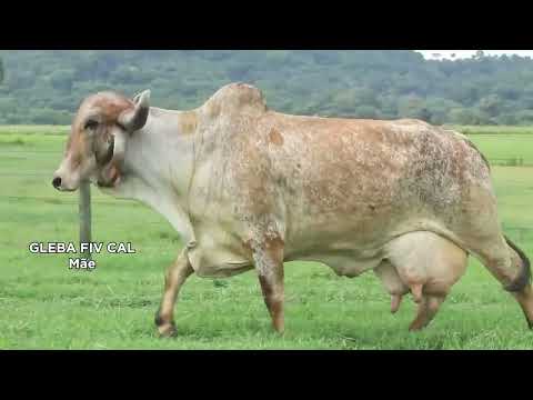 LOTE 02   GUF 44 BLENDA FIV PARADISO