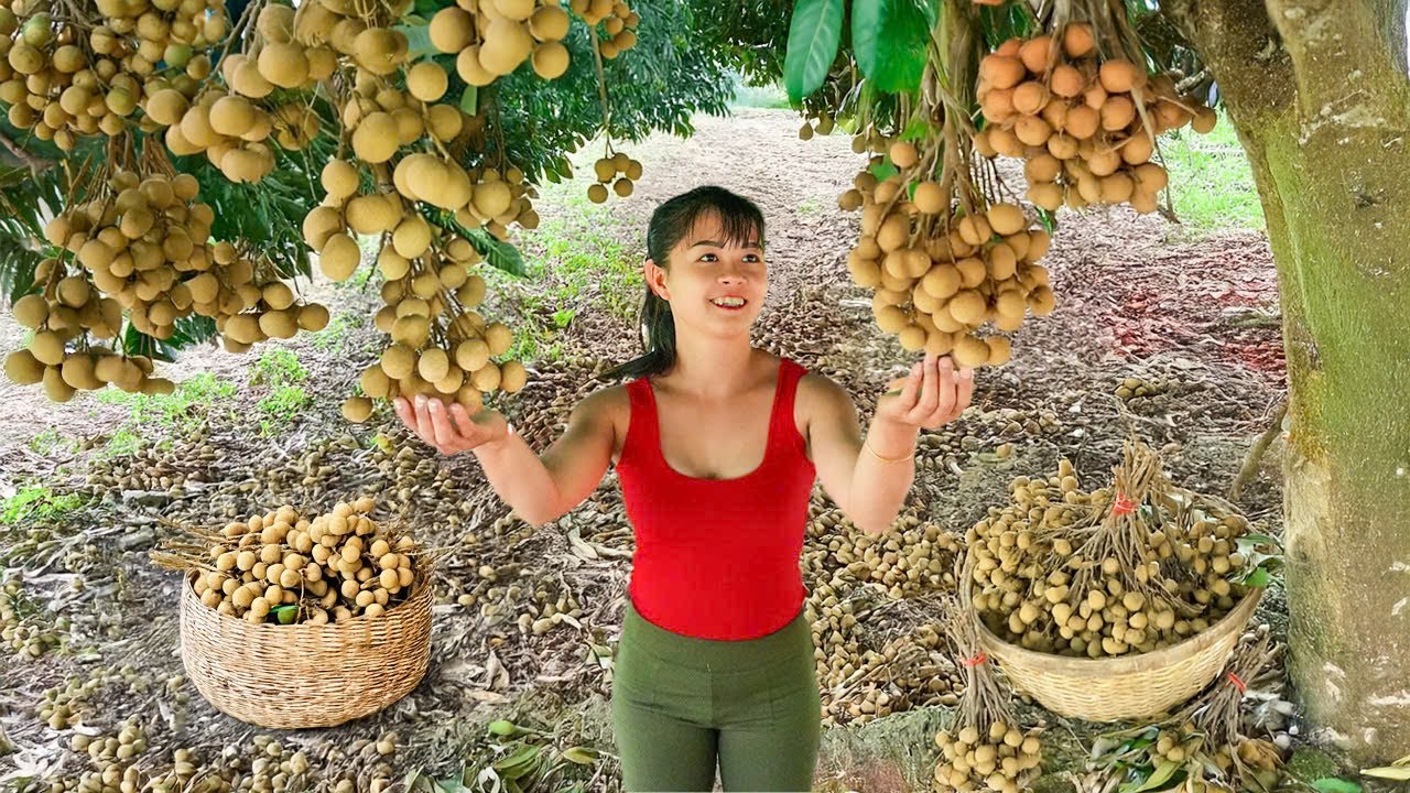 Harvesting 1000+ Longan Fruit and Selling at the Market – Caring for Farm Animals