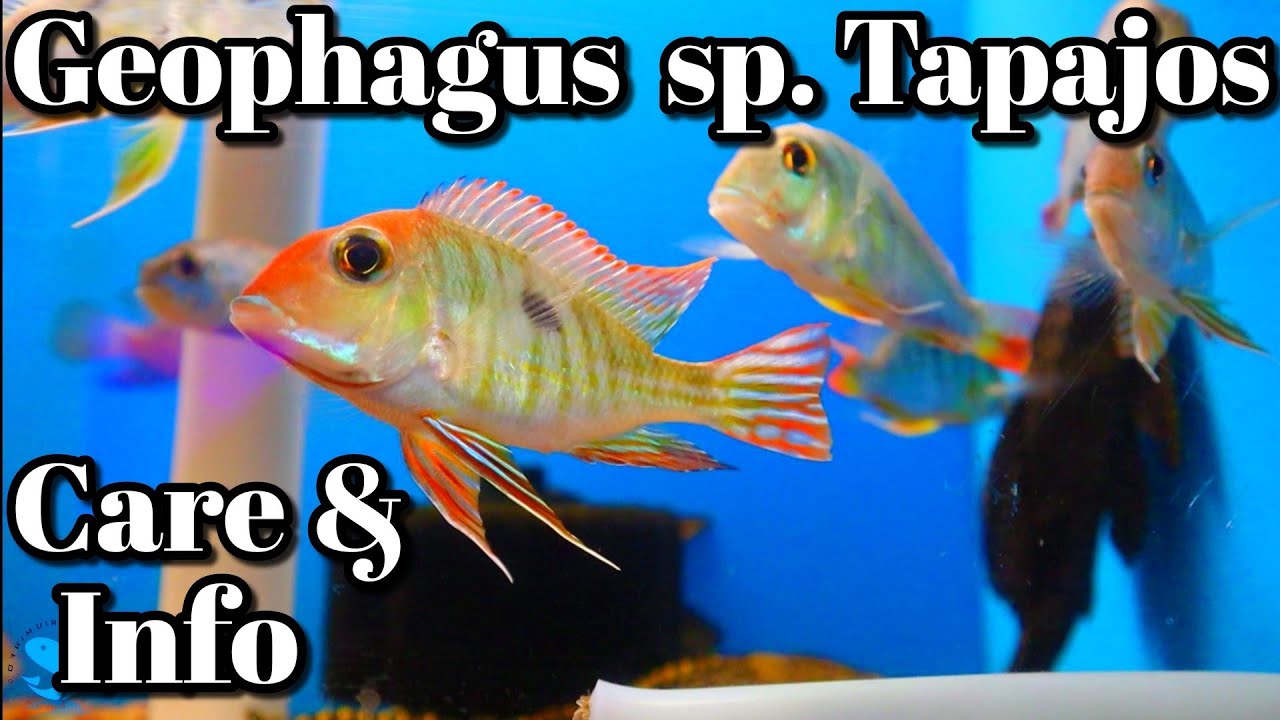 Geophagus Tapajos Care and Information (Red/Orange Head)