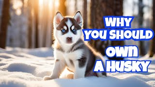 Top 10 Reasons to Own a Husky