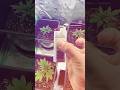 @imperiouscannabis GIVEAWAY TOMORROW! Tickets, general admission, and VIP!!!