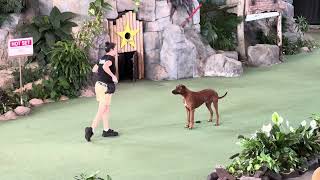 Universal Florida Animal Show