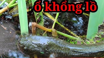 Câu cá lóc bằng vịt,, vẫn lên cá ngon lành