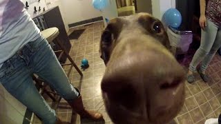 Zeus! The Red Doberman Eating BIRTHDAY CAKE - 5 Years Old!!