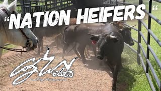 Catching Heifers - Behind the Chutes # 64