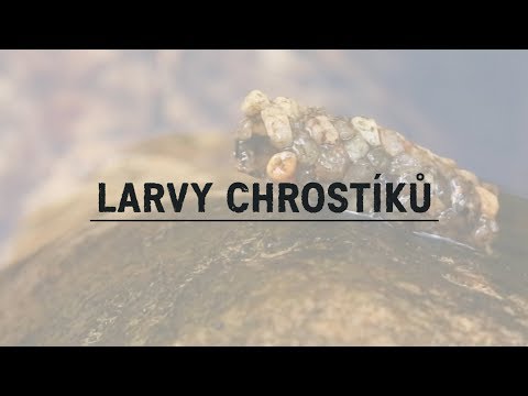 Video: Larva chrostíka: popis, lokalita a rozmnožování