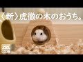 【新】こてっちゃんの木のおうち。【ジャンガリアンハムスター】/Hamster Cotetsu's new wooden house.