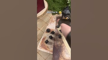 For Dice Goblins who roll in style 😏✨ #dnd #ttrpg #dungeonsanddragons #dicegoblin #dungeonmaster