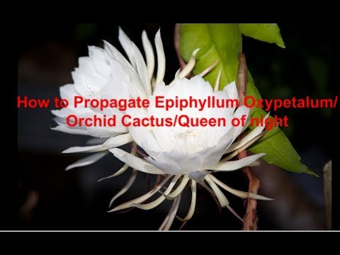 How To Propagate Epiphyllum OxypetalumQueen Of NightOrchid CactusBramhakamal