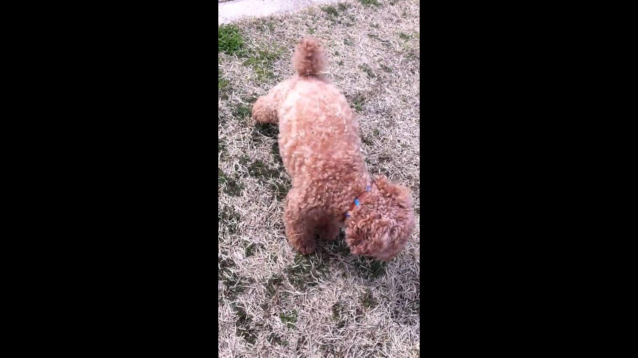toy poodle seizures