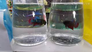 Ikan Laga Murah Rm10 Di Aquazoom Kota Damansara Youtube