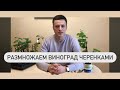 Размножаем виноград черенками