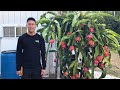 Very Last Vietnam White Dragon Fruit Harvest