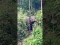Fah 😋🍃🌳💚🐘 #changchill #elephant #nature #ethical #wildlife #animals
