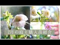 【早春のガーデニング】2月の庭と購入苗紹介|クリスマスローズ|ラナンキュラスラックス|2月の庭ログ
