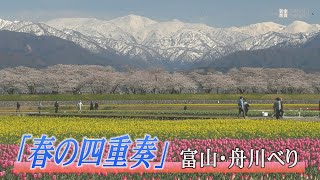 暖冬で息もぴったり「春の四重奏」　富山・舟川べり