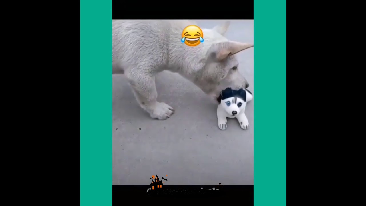 Want to talk with cats and dogs 😂😂🐶😻🐱 YouTube