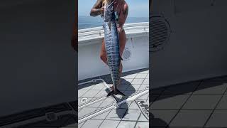 Check out this wahoo #fishing