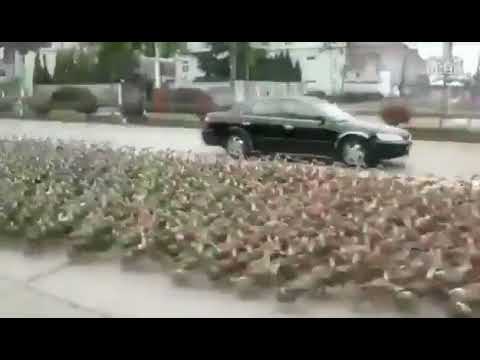best pet insurance A Lot of Ducks go on road