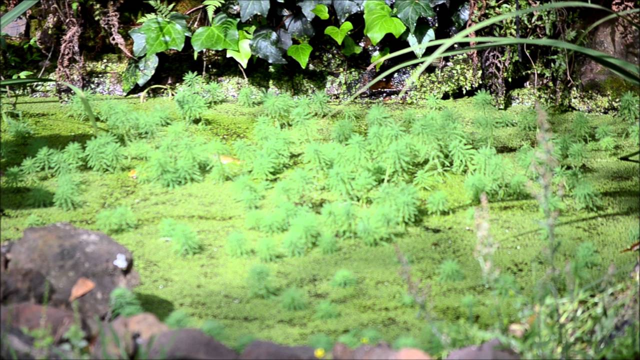Our backyard frog pond - YouTube