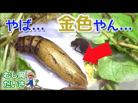 Overcoming my weaknesses] [#3] A caterpillar turns into a