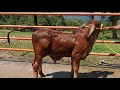 Brahman Rojo, excelente  Genética Hacienda La Laguna 💙