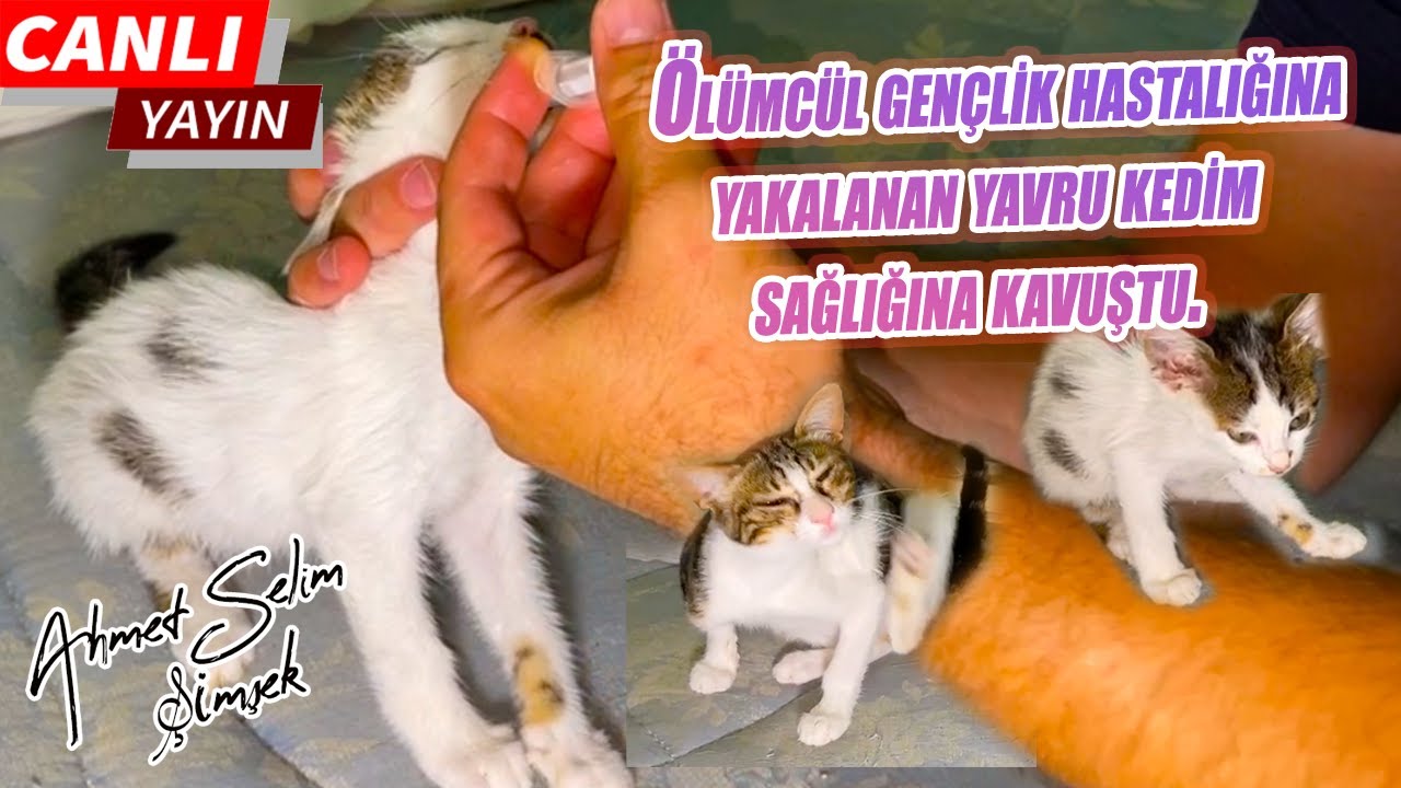 Ölümcül gençlik hastalığına yakalanan yavru kedim sağlığına kavuştu.