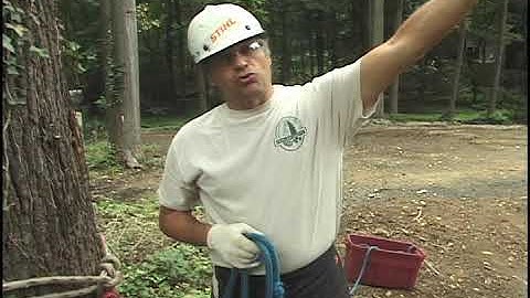 How to Fall a Back-leaning Tree Part 1