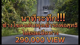 นาทีระทึก!! ช้างโขลงเดินพุ่งเขาหารถพ่อสุทธิ เจรจาไม่เป็นผล ปิดถนน 3 ชั่วโมง