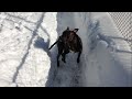 Chicago Dog Training / Hero the Pit Bull / Reversing through the Chicago Snow Storm Chicago Dog Training / Hero the Pit Bull / Reversing through the Chicago Snow Storm