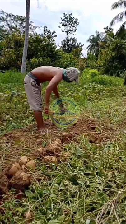 Central Sulawesi farmers harvest yam bean