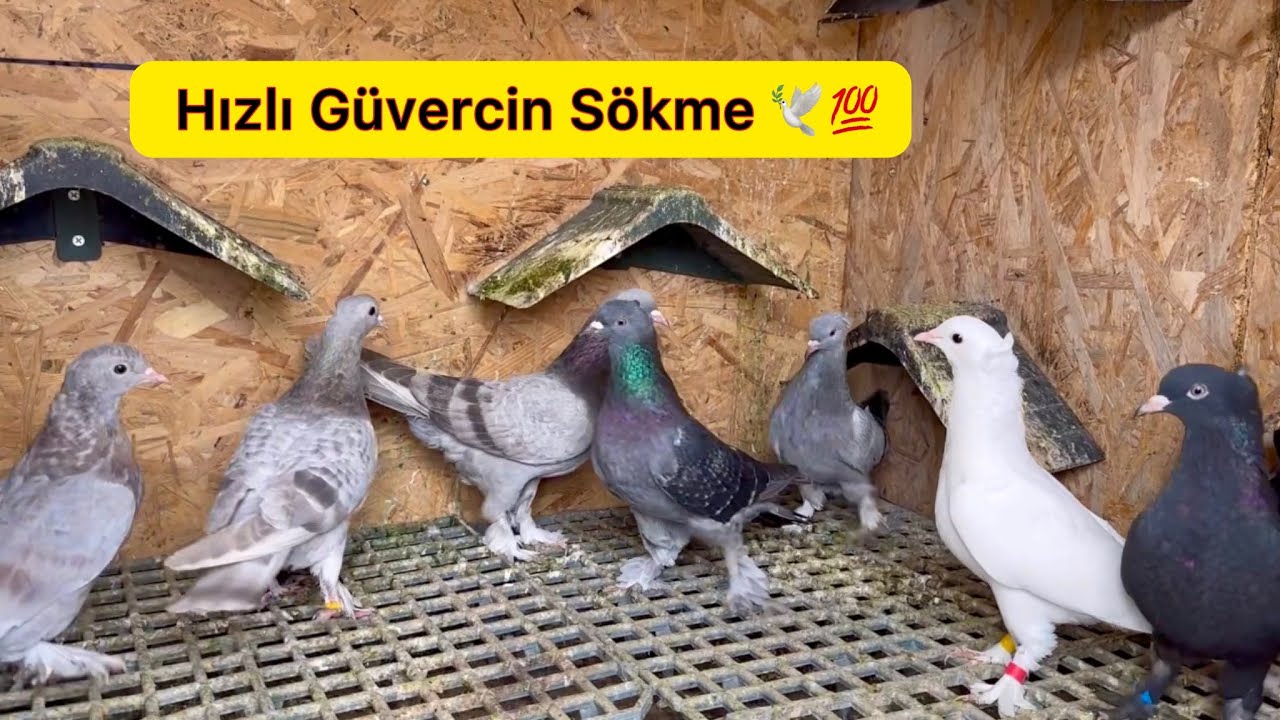 TAKLACI GÜVERCİN SÖKÜLME AŞAMALARI - GRUPLARA AYIRMA - Oyunkuşu Uçum