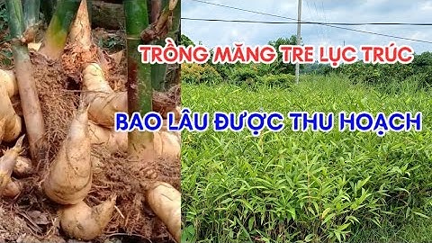 Trồng măng tre lục trúc bao lâu được thu hoạch | cây giống măng tre lục trúc