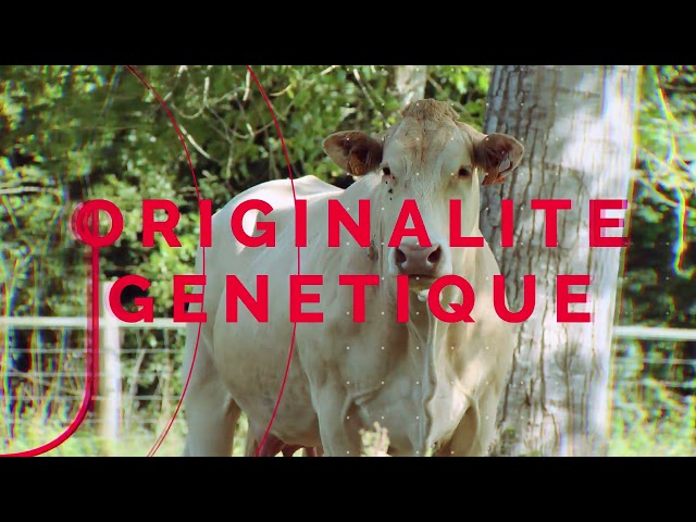 BLONDE D'AQUITAINE 2025