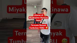 Pohon Pisang Dan Tumbuhan Tebu Hidup Subur Di Sini  magangdijepang kerjakejepang tki