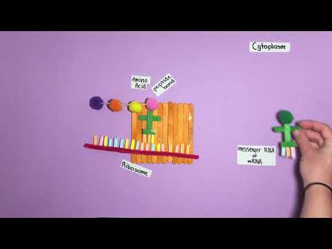 Video: Hvad er vigtigheden af polypeptidsyntese?